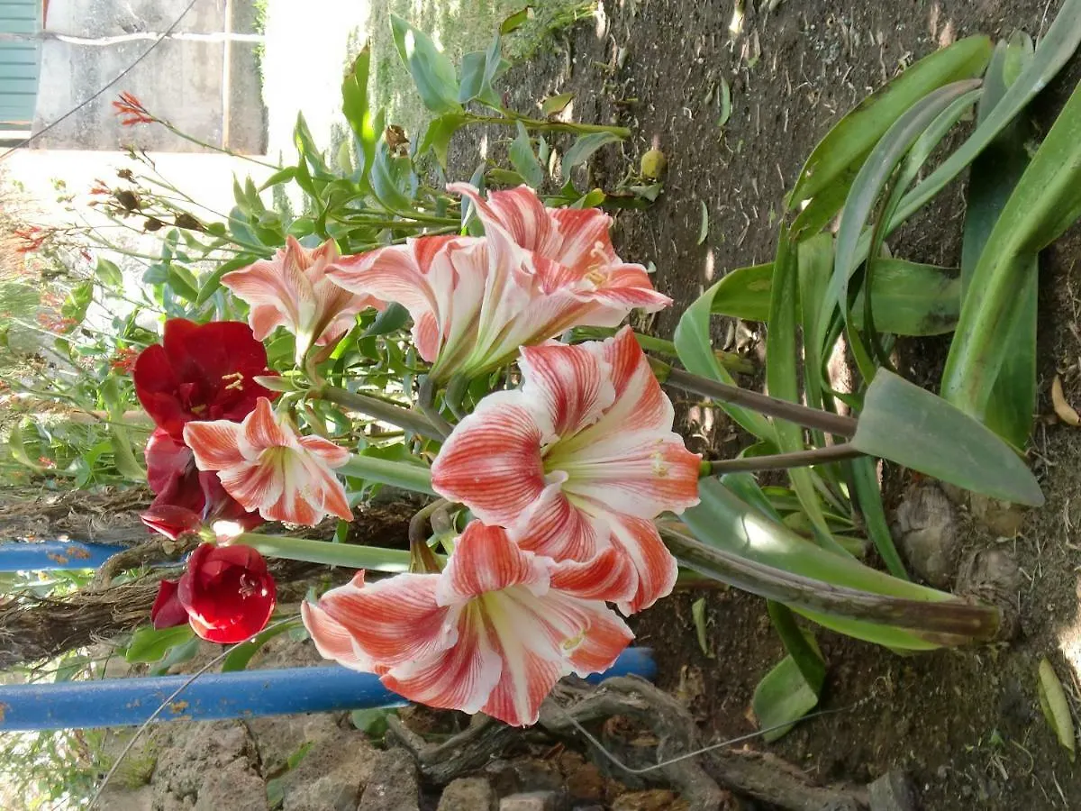 Finca La Gaviota - Los Limoneros Icod De Los Vinos Spanien